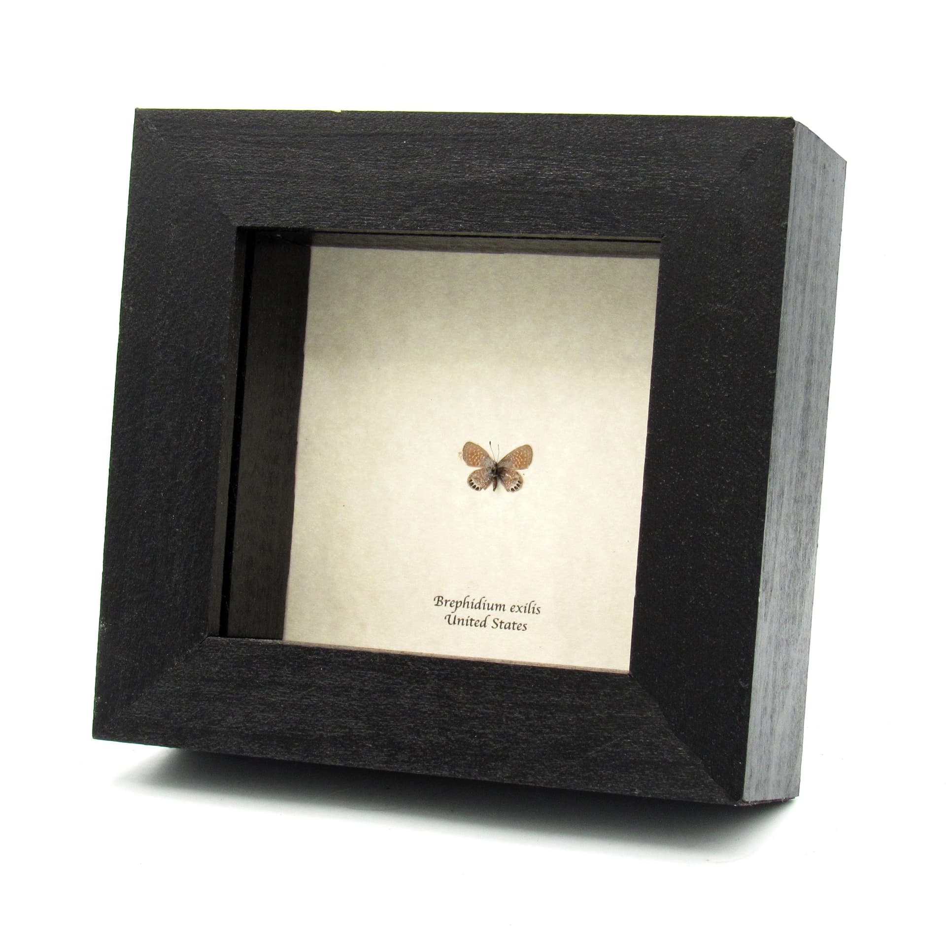 Real TINY Western Pygmy Blue butterfly framed taxidermy - Brephidium exilis - smallest butterfly in North America