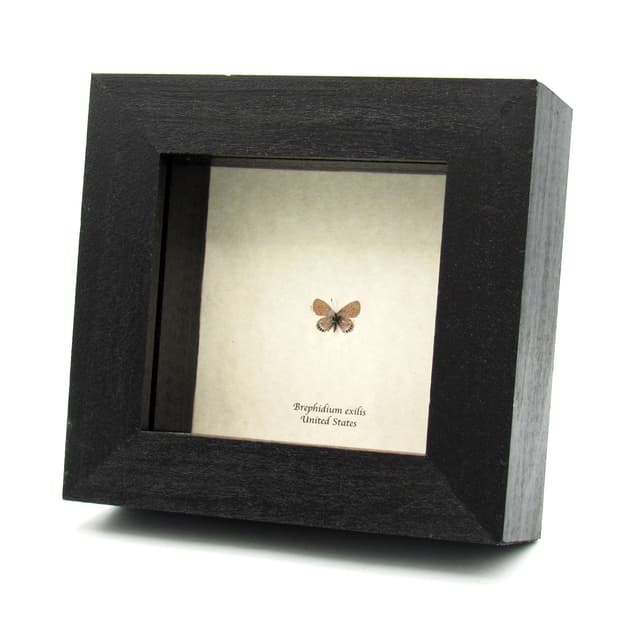 Real TINY Western Pygmy Blue butterfly framed taxidermy - Brephidium exilis - smallest butterfly in North America