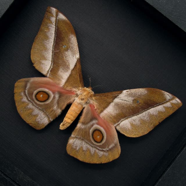 Large real Saturn moth framed taxidermy - Imbrasia epimethea - female