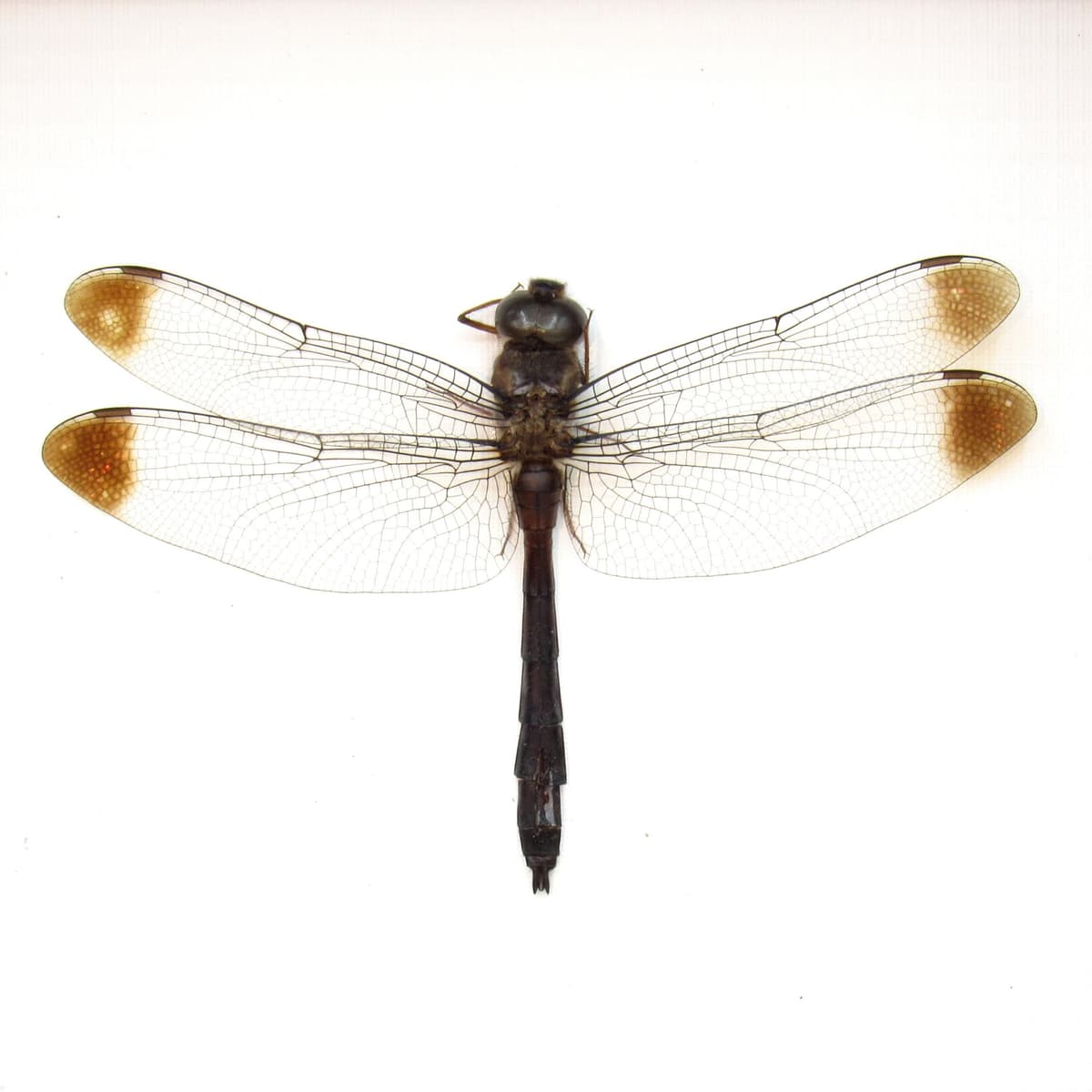Real Skimmer Dragonfly framed taxidermy - Zyxomma obtusum