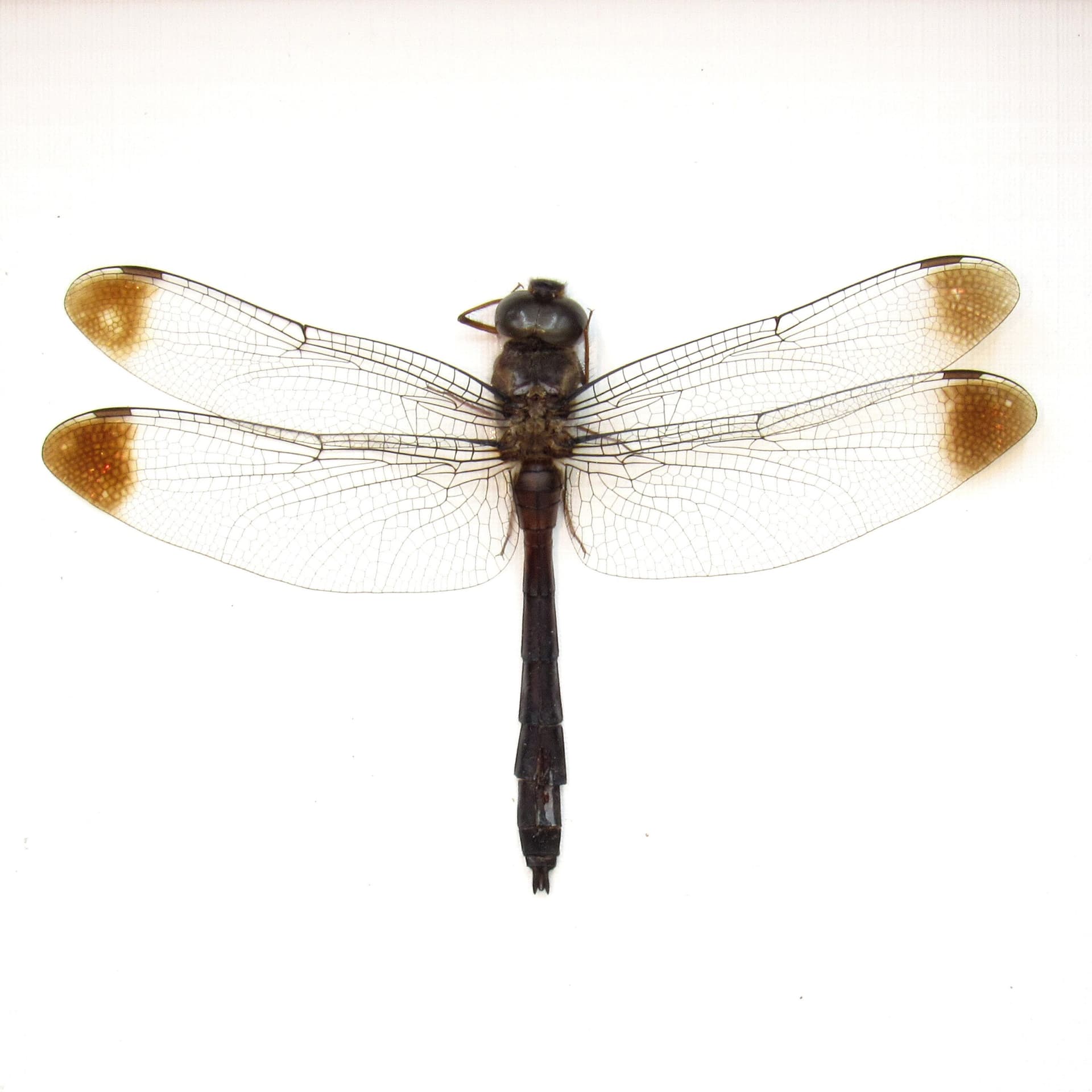 Real Skimmer Dragonfly framed taxidermy - Zyxomma obtusum