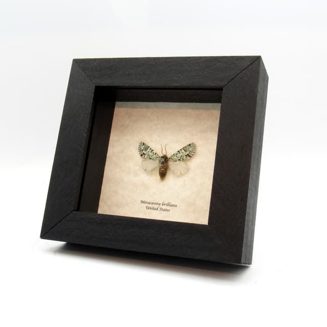 Real tiny green lichen Noctuid moth framed taxidermy - Miracavira brillians
