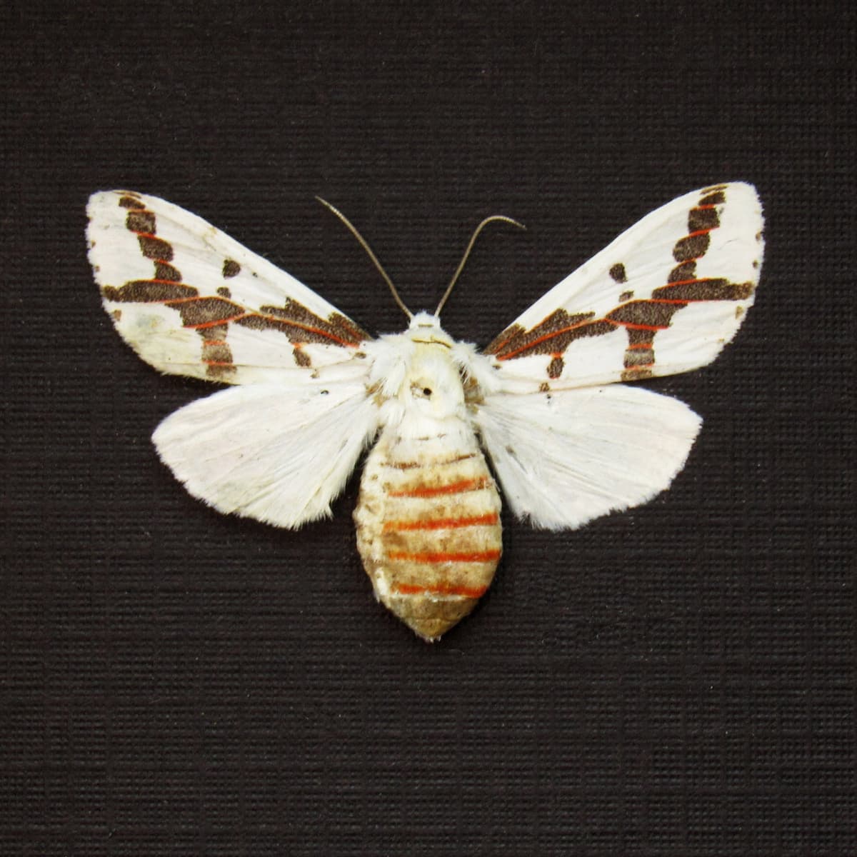 Real Red Tailed Specter moth framed taxidermy - Euerythra phasma - female