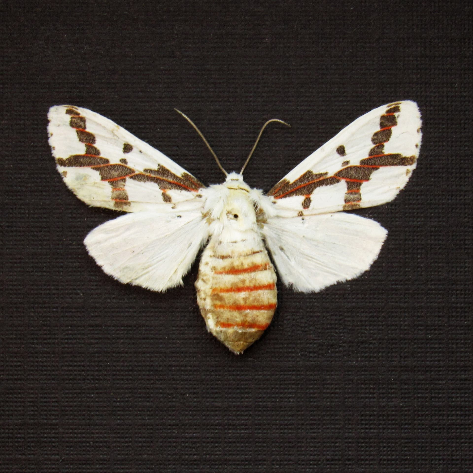 Real Red Tailed Specter moth framed taxidermy - Euerythra phasma - female