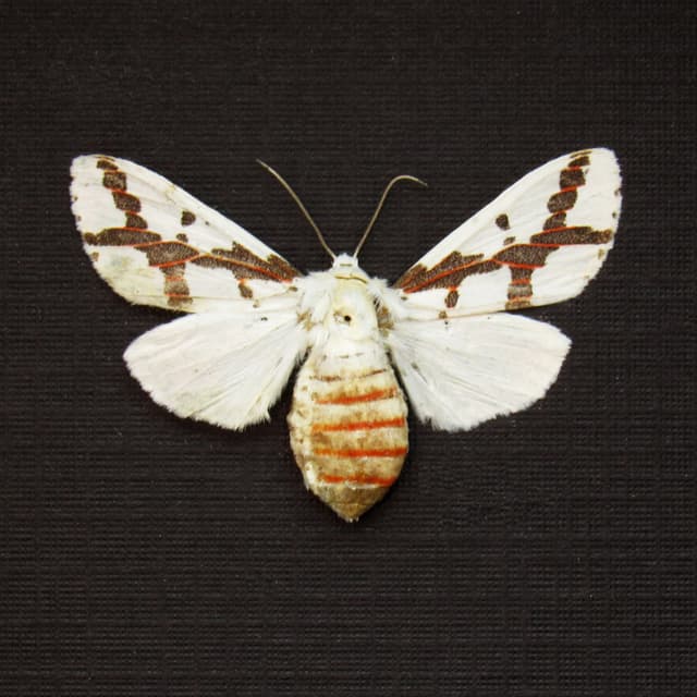 Real Red Tailed Specter moth framed taxidermy - Euerythra phasma - female
