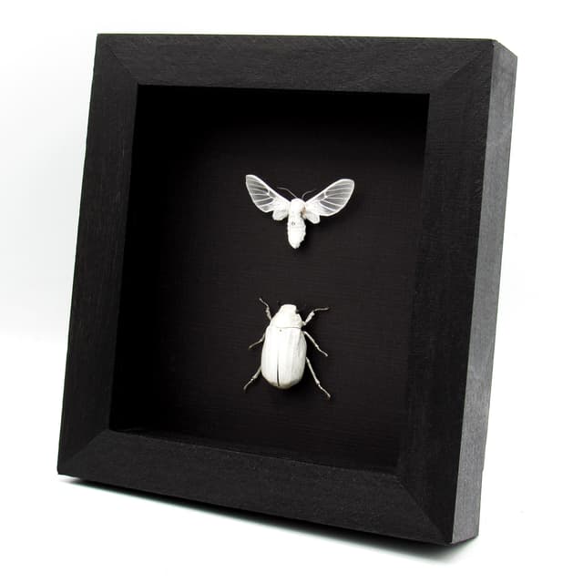 Real all white beetle and moth framed taxidermy - Melolonthinae cyphochilus and Balacra pulchra