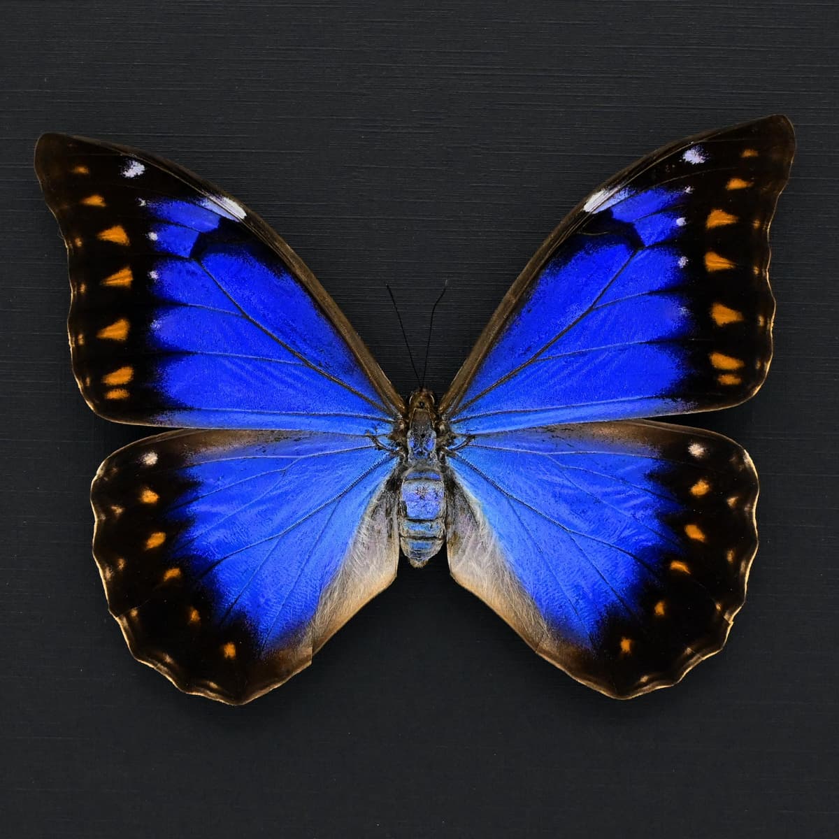 Very rare metallic blue/violet Morpho butterfly framed taxidermy - Morpho anaxibia - large female