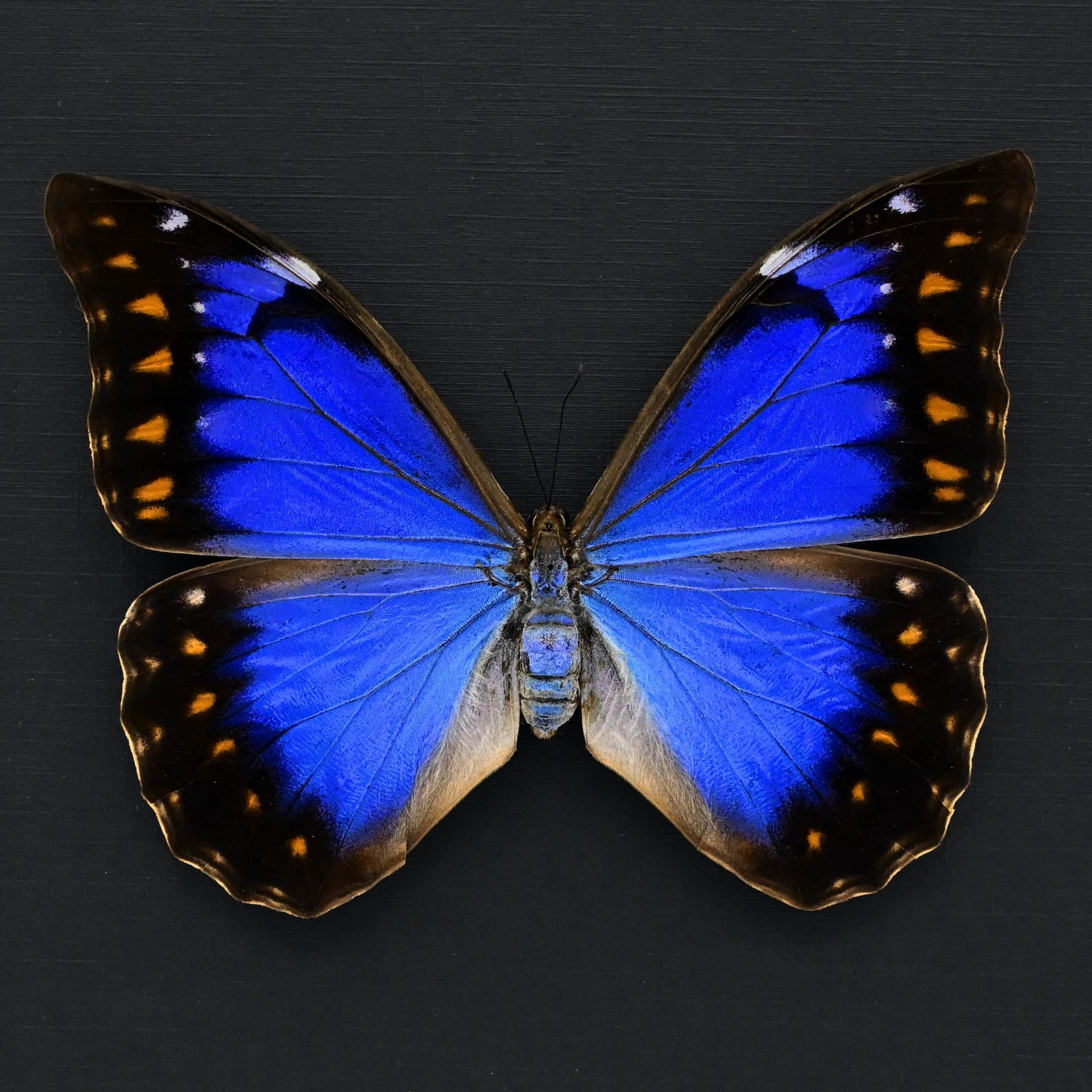 Very rare metallic blue/violet Morpho butterfly framed taxidermy - Morpho anaxibia - large female