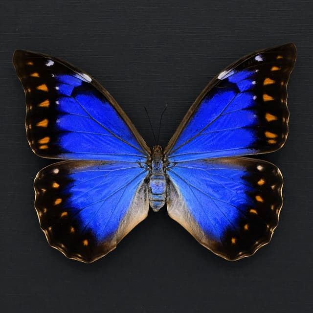 Very rare metallic blue/violet Morpho butterfly framed taxidermy - Morpho anaxibia - large female
