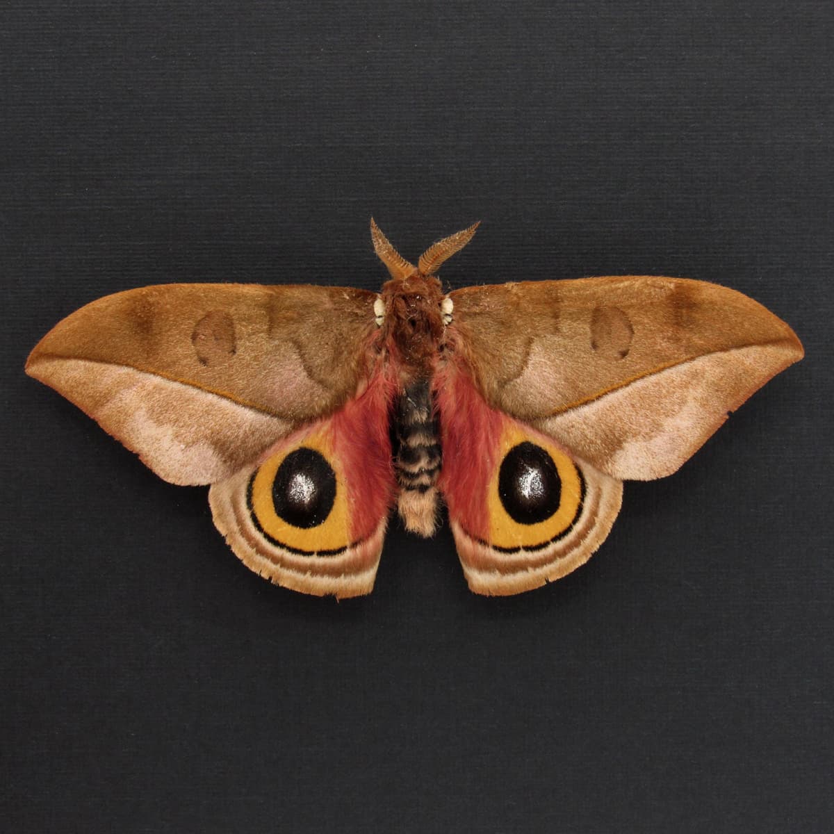 Real Saturn moth framed taxidermy - Automeris zugana - Victorian mount