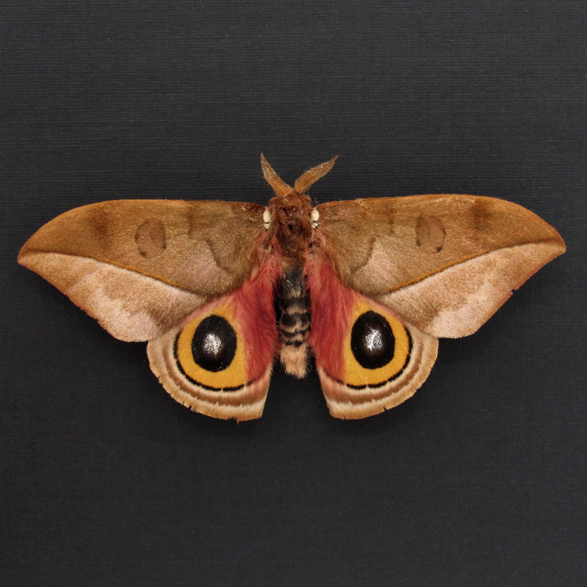 Real Saturn moth framed taxidermy - Automeris zugana - Victorian mount