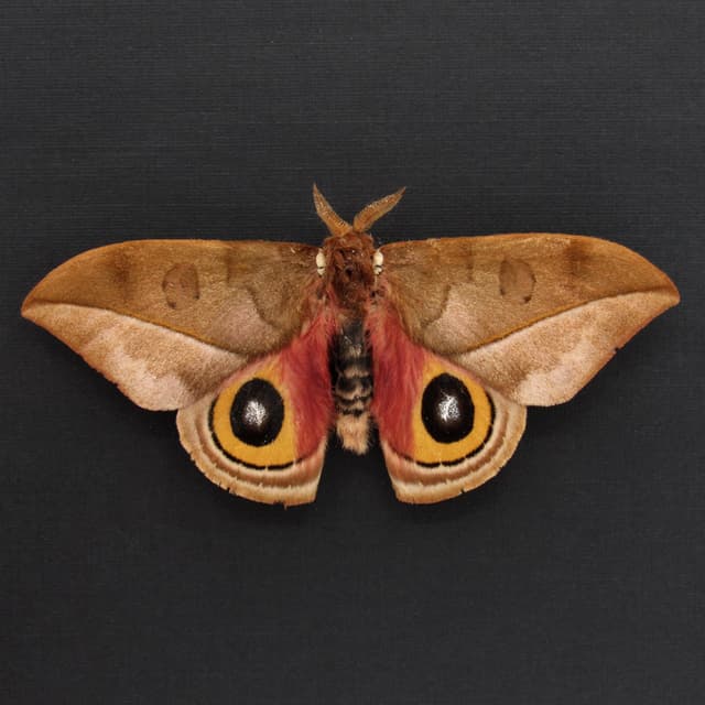 Real Saturn moth framed taxidermy - Automeris zugana - Victorian mount
