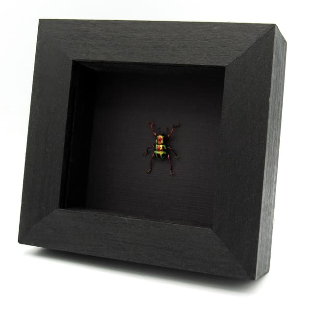 WEEVIL MANIA!  Real metallic red and green weevil framed taxidermy - Pachyrhynchus gloriosus - female