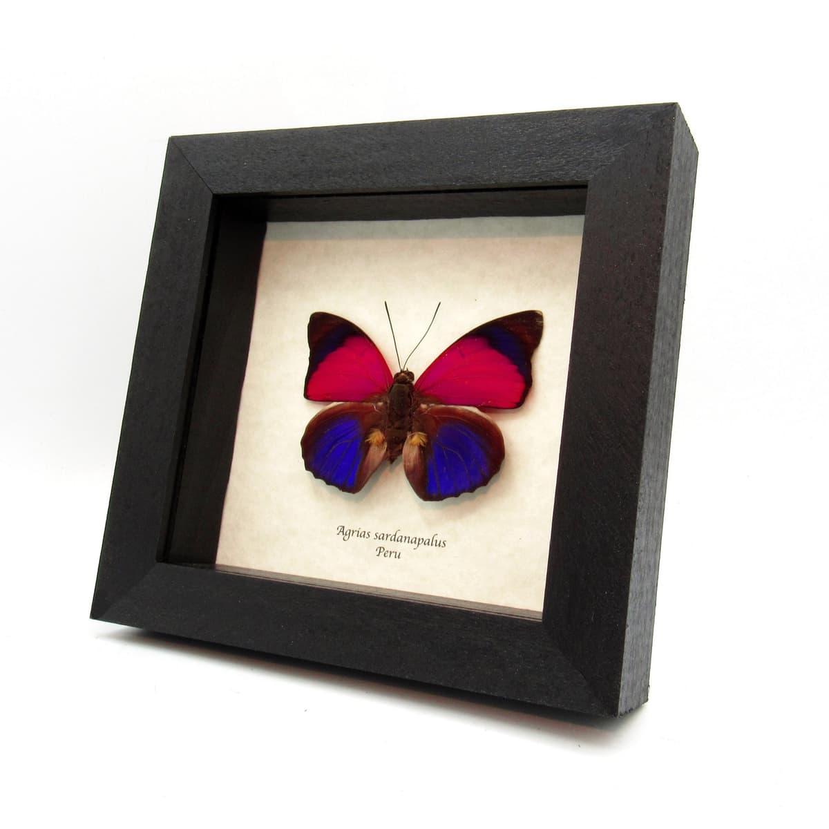 Real fuschia Brush-footed butterfly framed taxidermy - Agrias sardanapalus
