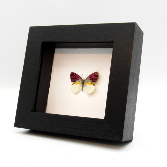 Rare magenta butterfly framed taxidermy - Colotis zoe