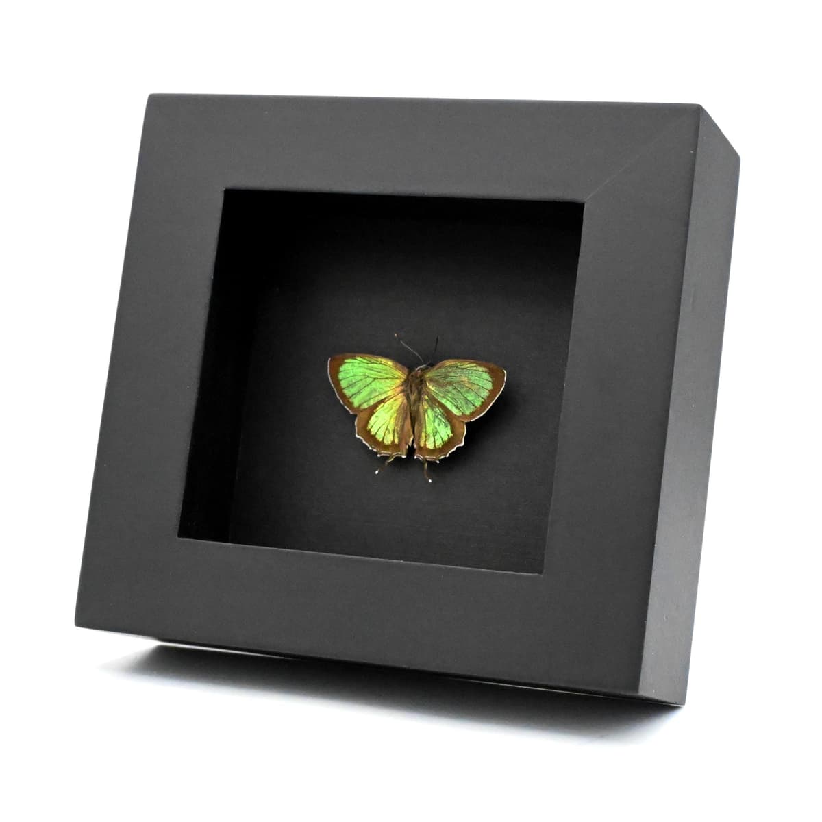Real iridescent green Hairstreak butterfly framed taxidermy - Chrysozephyrus hisamatsusanus - Victorian mount