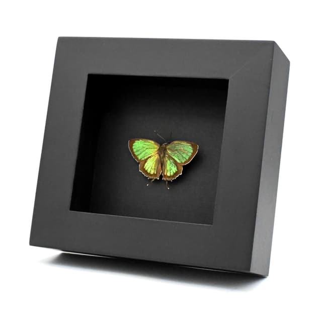 Real iridescent green Hairstreak butterfly framed taxidermy - Chrysozephyrus hisamatsusanus - Victorian mount