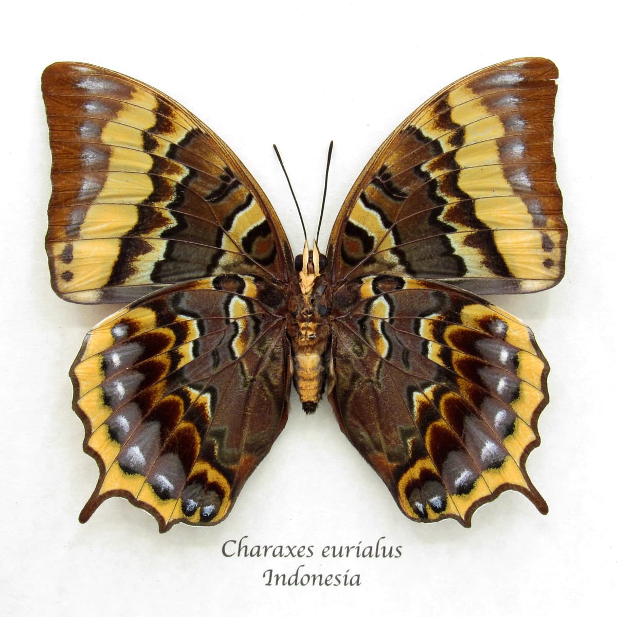 Rare framed butterfly specimen - Charaxes eurialus - XL female