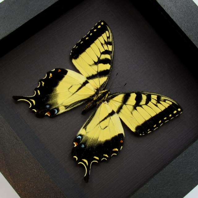Real Tiger Swallowtail framed taxidermy - Papilio glaucus - large female