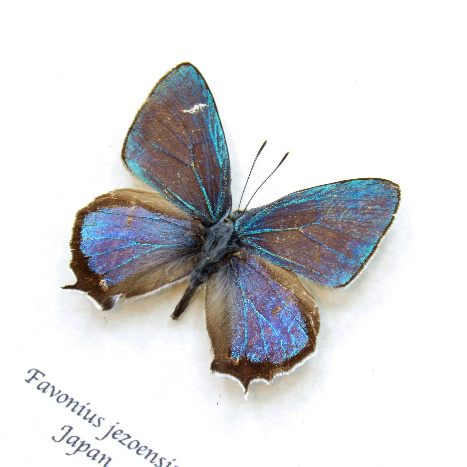 Real iridescent blue/green Hairstreak butterfly framed taxidermy - Favonius jezoensis