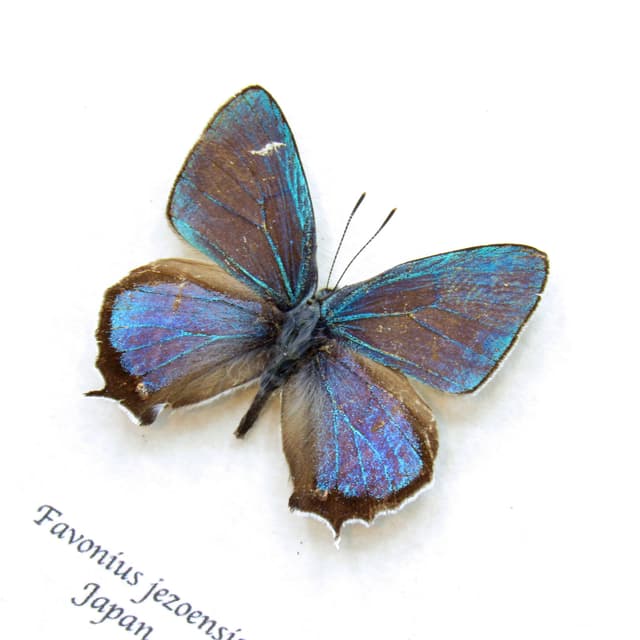 Real iridescent blue/green Hairstreak butterfly framed taxidermy - Favonius jezoensis