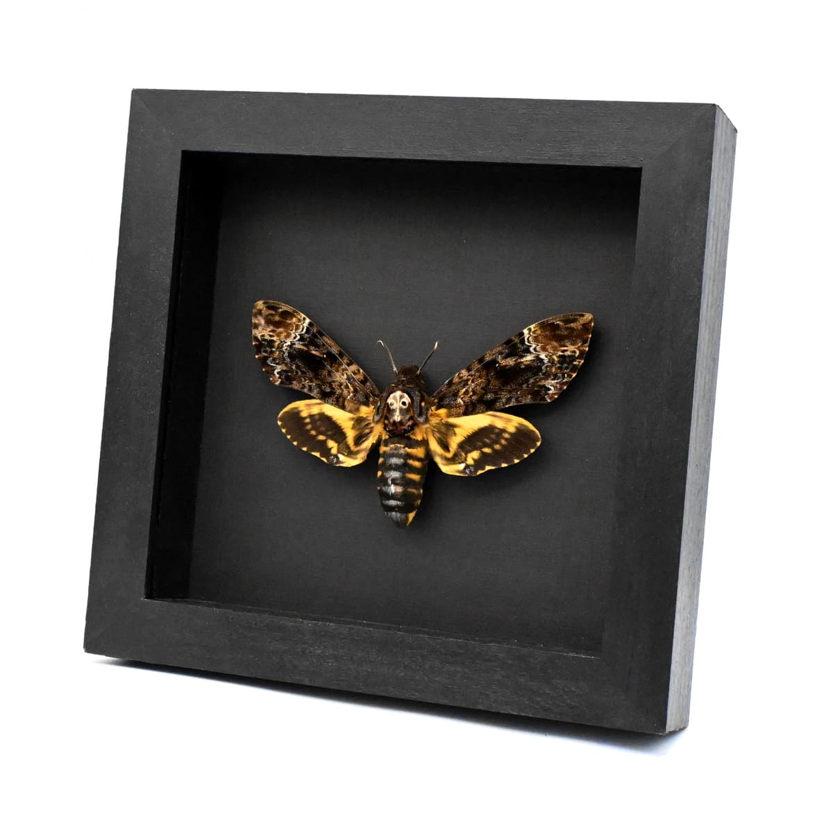 Real XL Deaths Head moth framed taxidermy - Acherontia lachesis - female