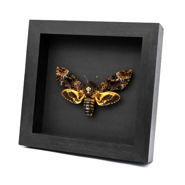 Real XL Deaths Head moth framed taxidermy - Acherontia lachesis - female