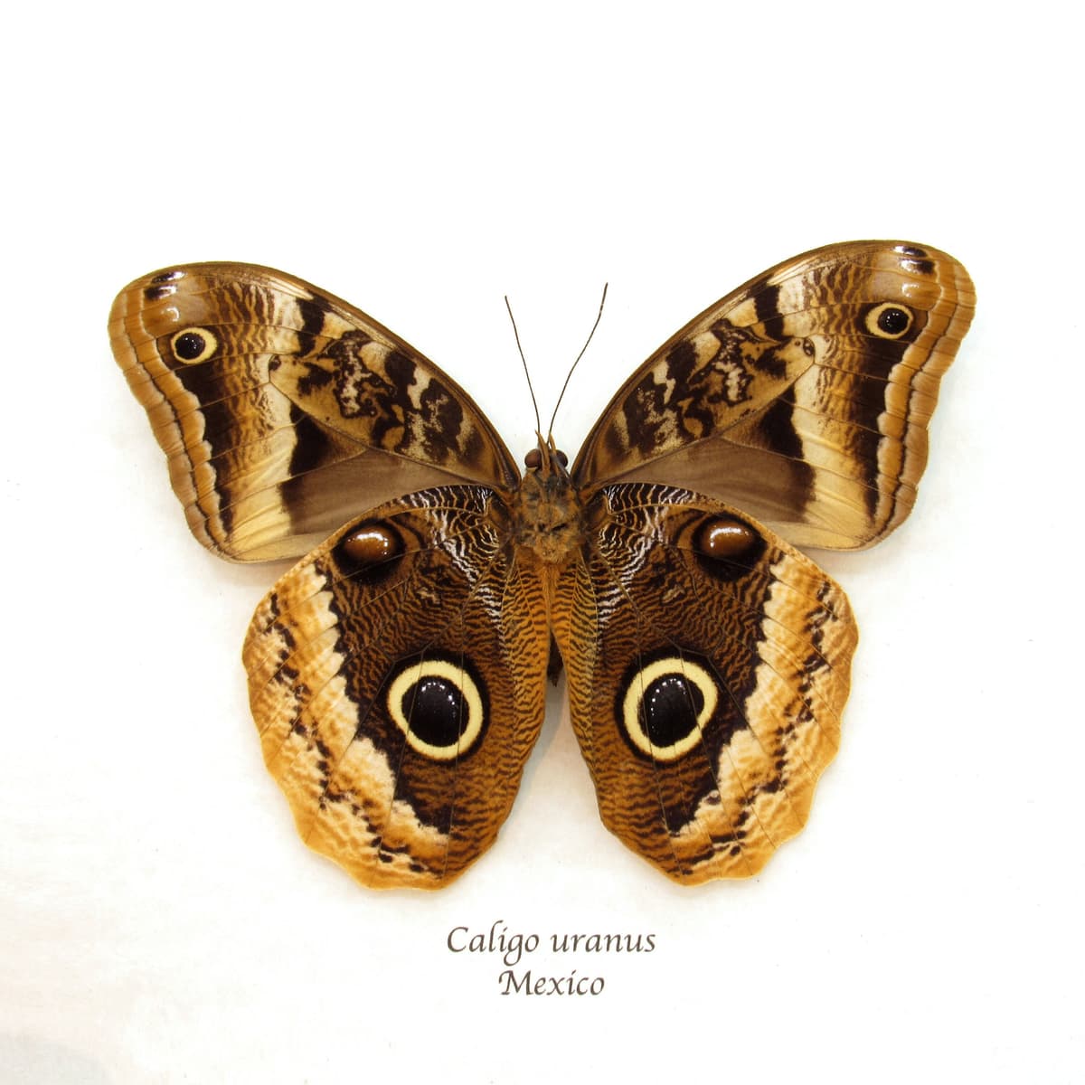 Rare Giant Owl butterfly framed taxidermy - Caligo uranus - female