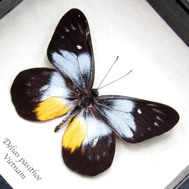 Real butterfly framed taxidermy - Delias pasithoe