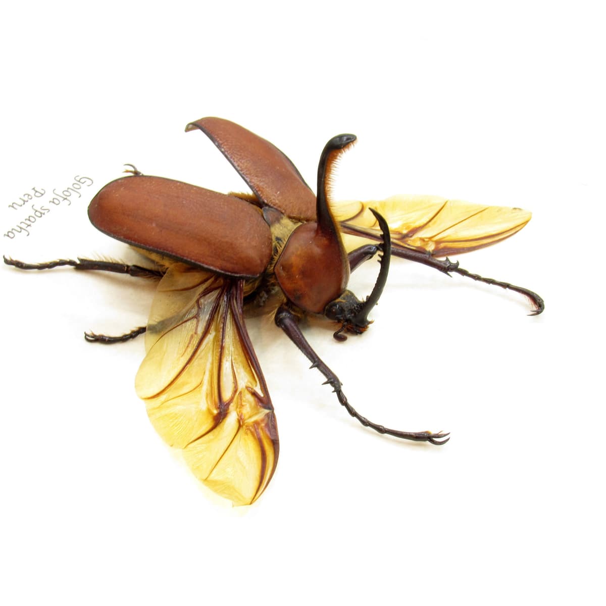 Real Long Horned Rhinoceros beetle framed taxidermy - Golofa spatha - 2