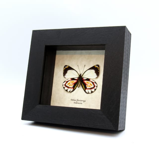 Rare Delias butterfly framed taxidermy - Delias flavistriga