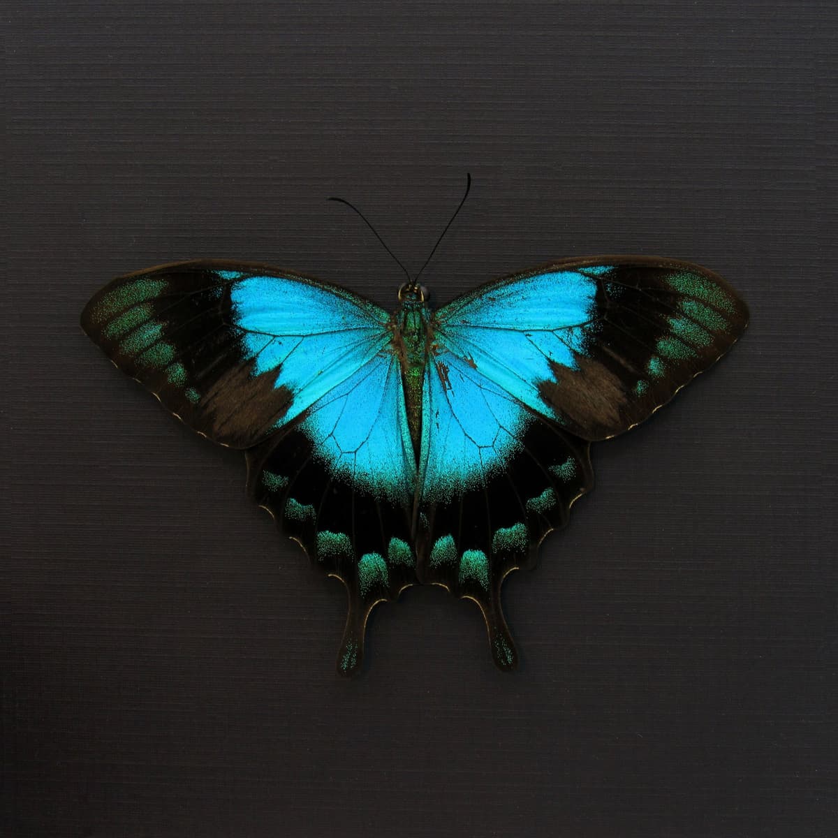 Real framed Peacock Swallowtail butterfly taxidermy - Papilio lorquinianus - Victorian mount