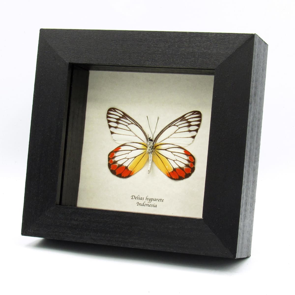 Real Painted Jezebel butterfly framed taxidermy - Delias hyparete