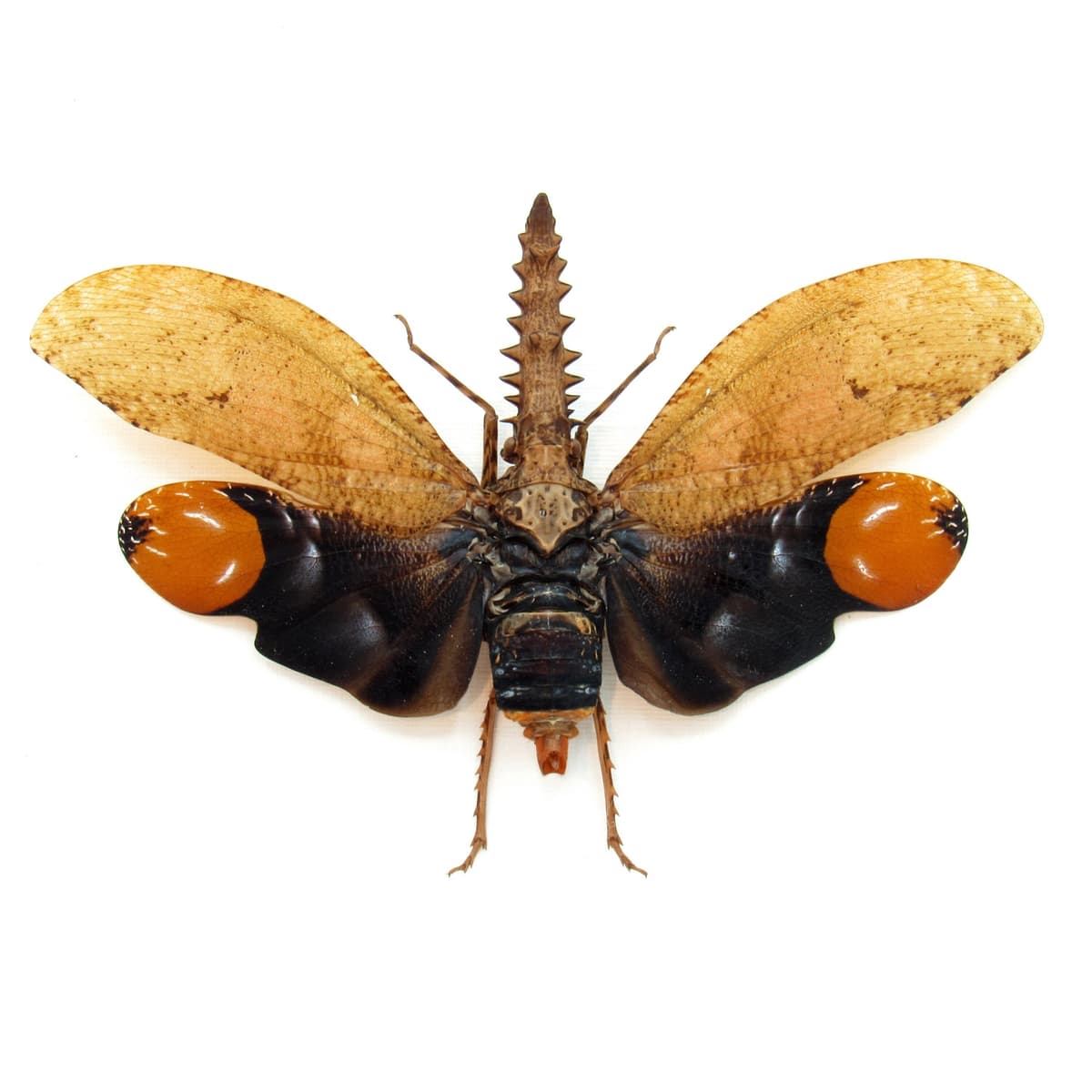 Real bizarre Lanternfly framed taxidermy - Cathedra serrata