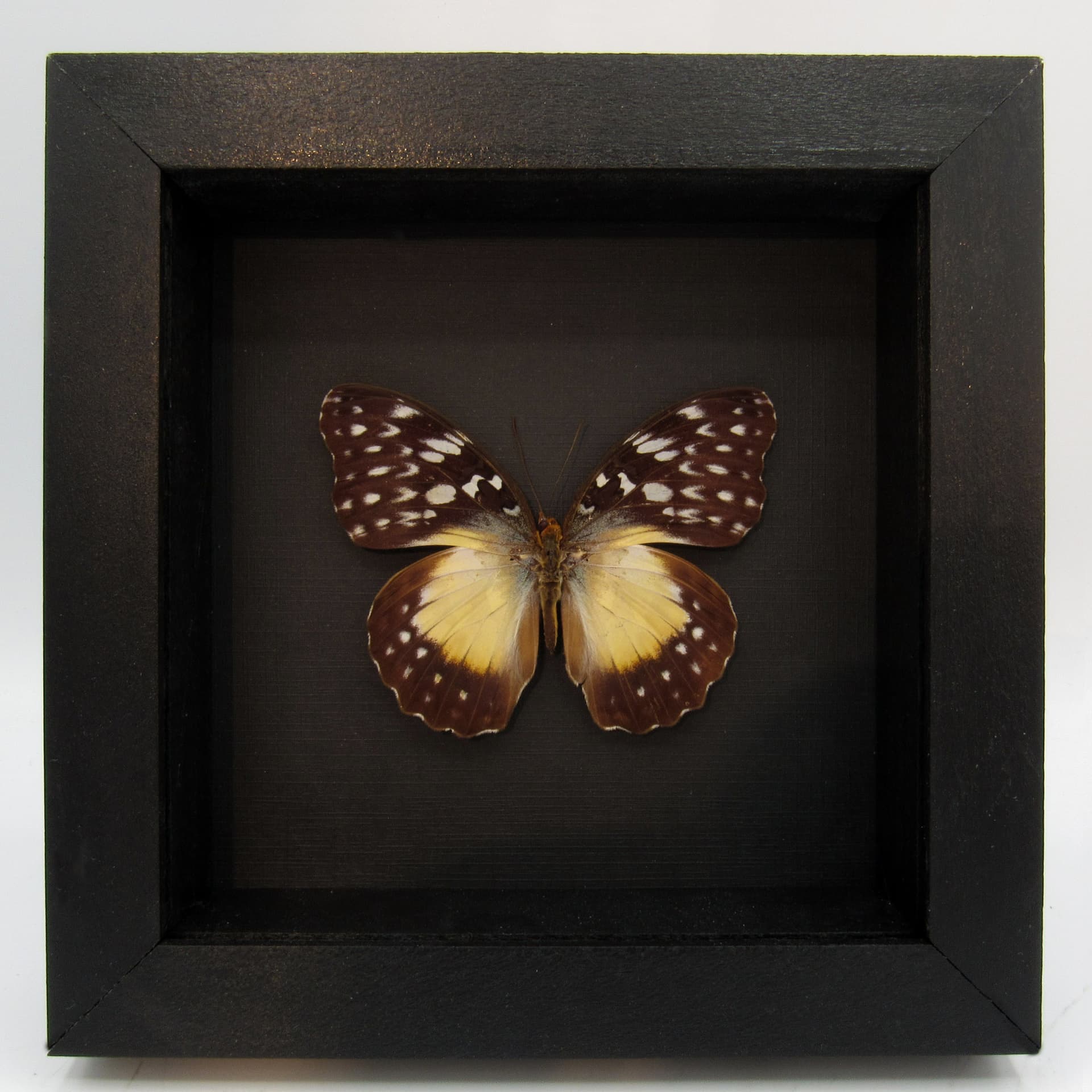 Real framed taxidermy butterfly - Cymothoe beckeri