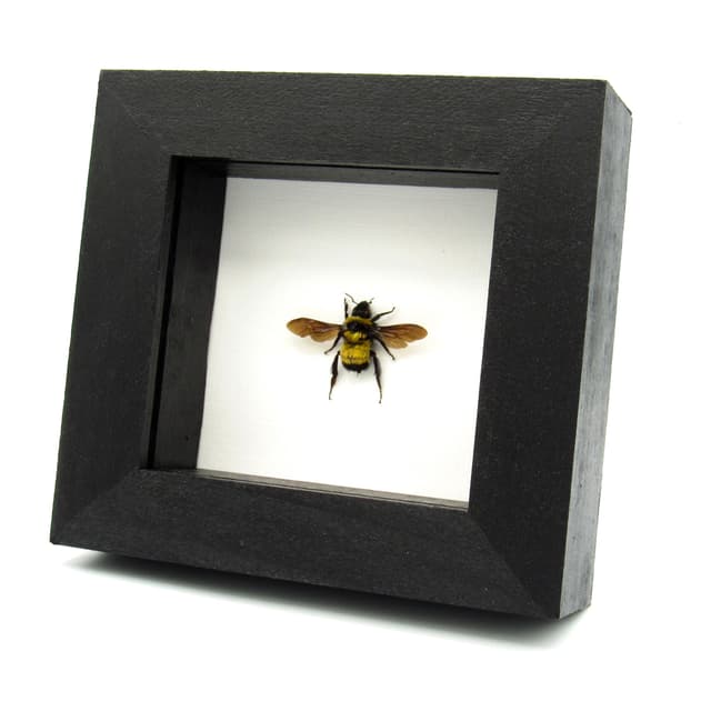 Real Sonoran Bumblebee framed taxidermy - Bombus sonorus
