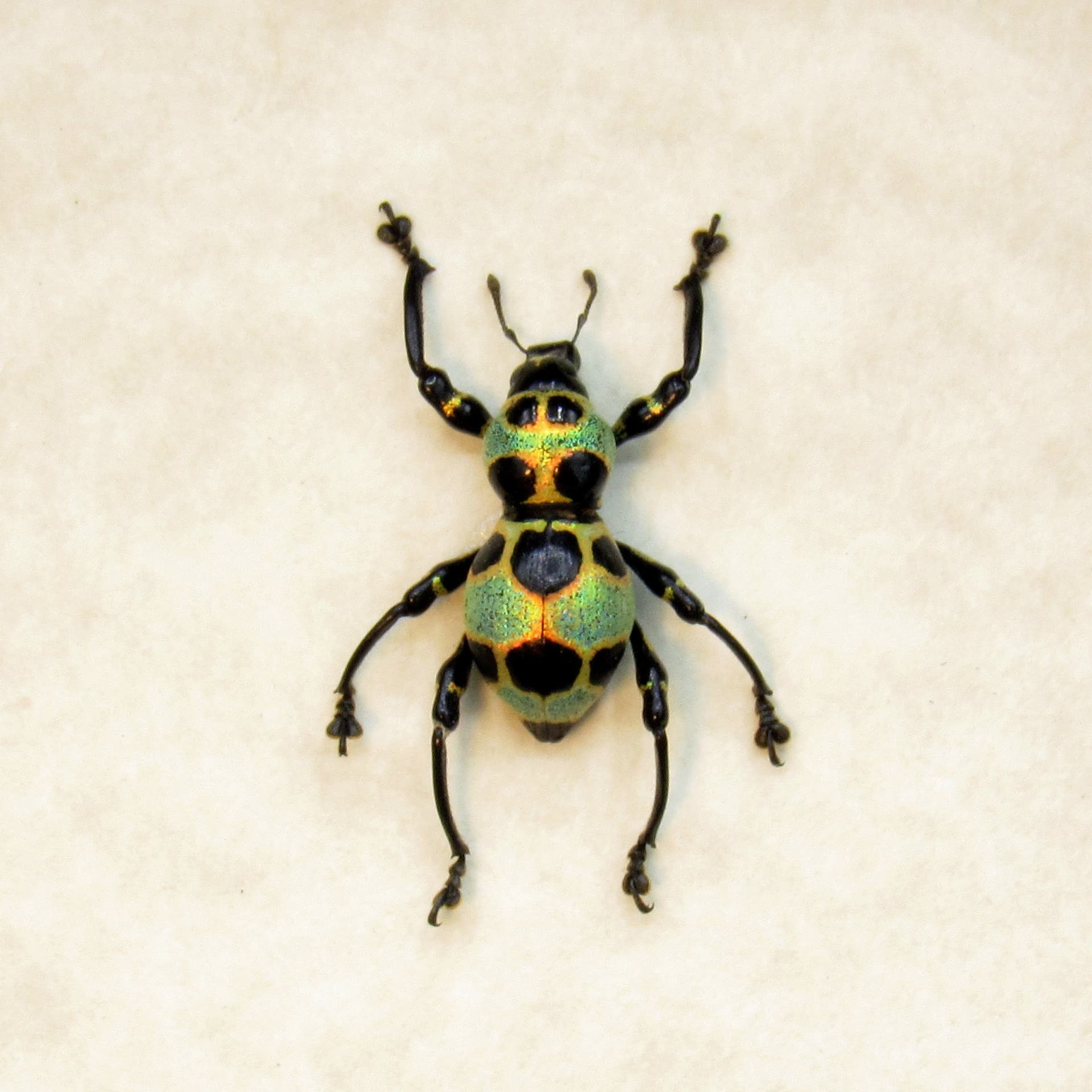 WEEVIL MANIA!  Real beetle framed taxidermy - Pachyrhynchus orbifer