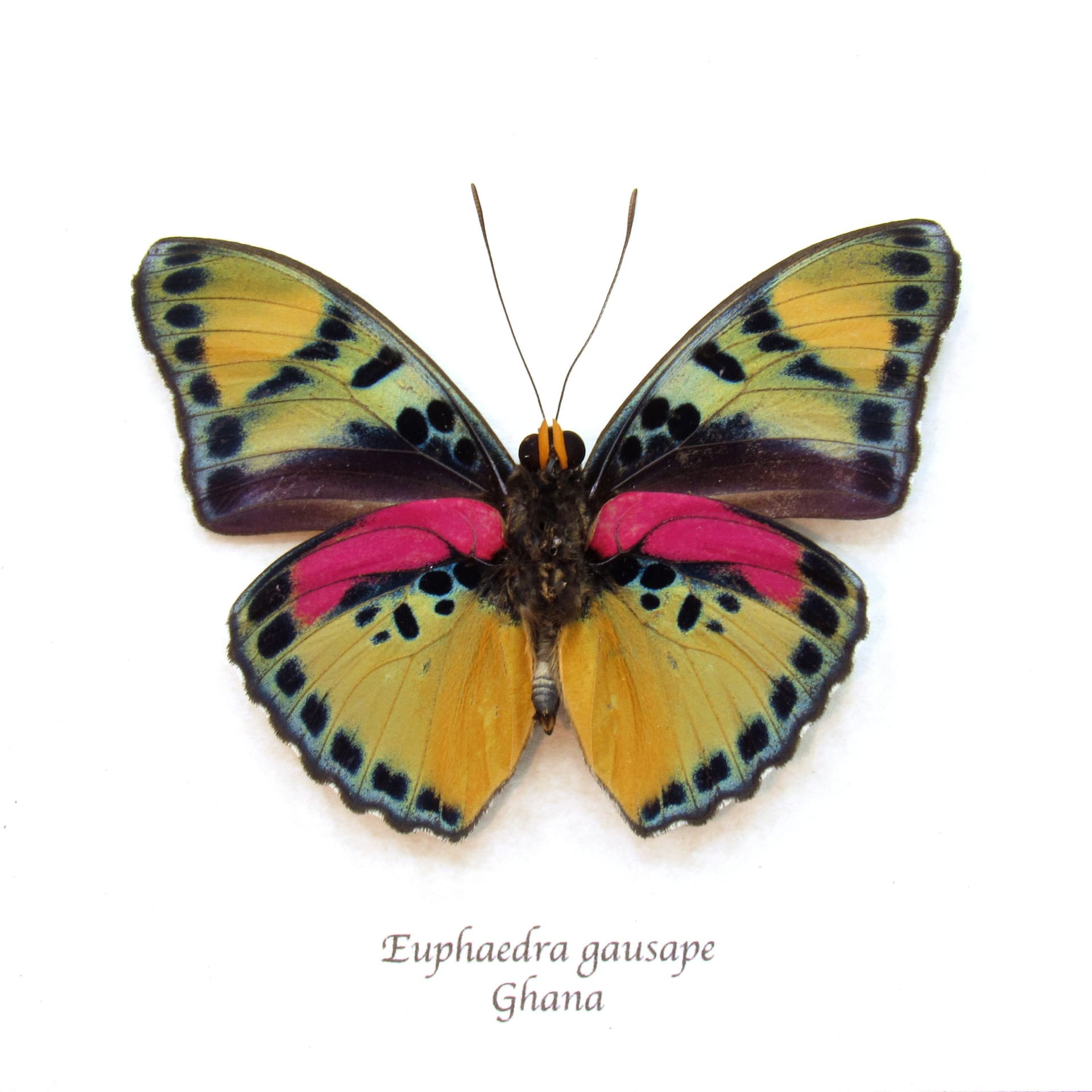 Rare pink Western Striped Forester butterfly framed taxidermy - Euphaedra gausape