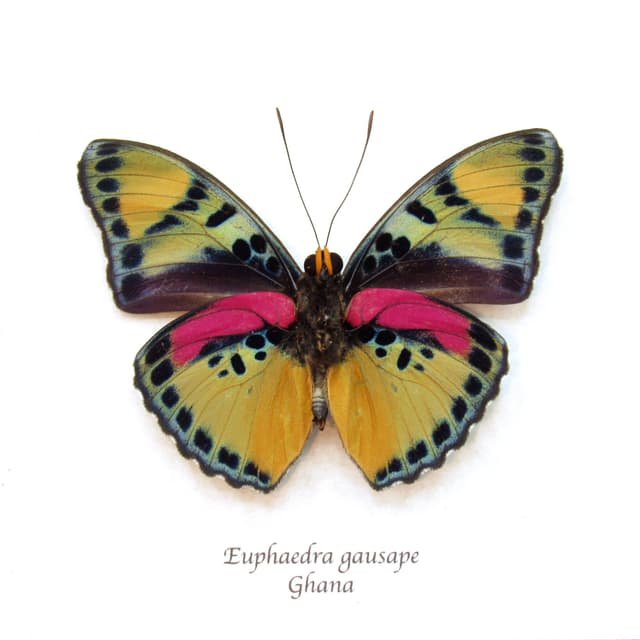 Rare pink Western Striped Forester butterfly framed taxidermy - Euphaedra gausape