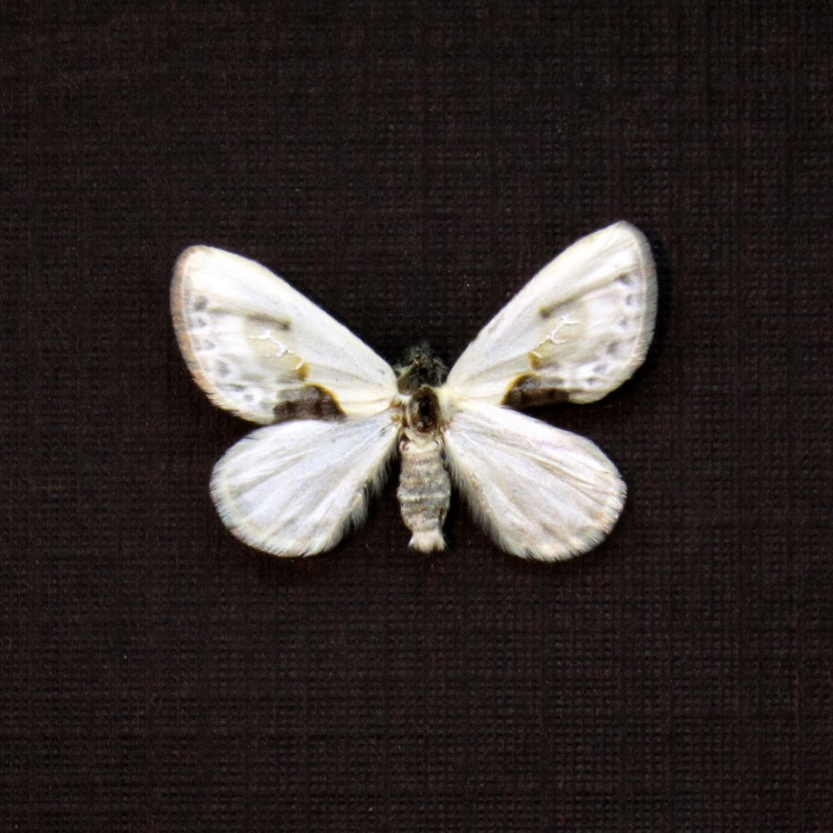Real TINY Chinese Character moth framed taxidermy - Cilix glaucata