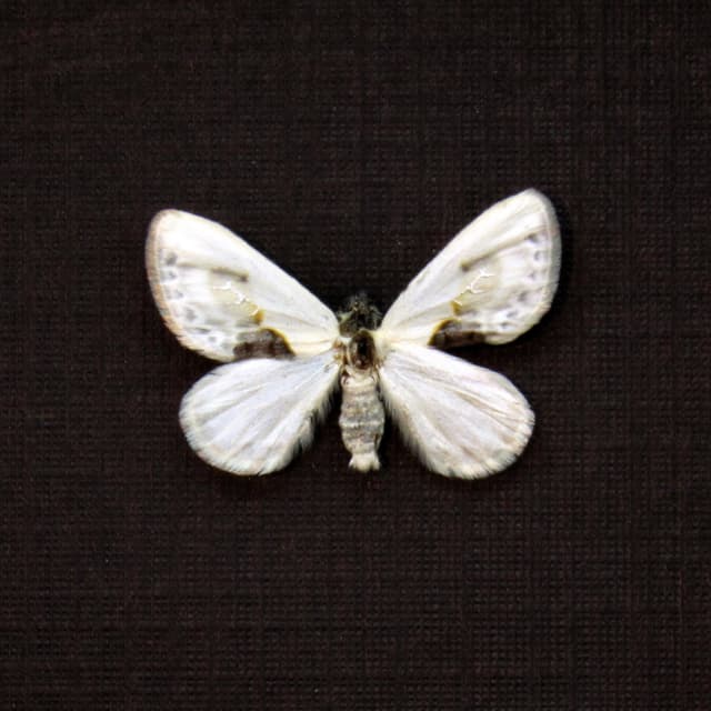 Real TINY Chinese Character moth framed taxidermy - Cilix glaucata
