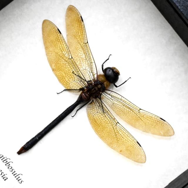 Real Giant Darner dragonfly taxidermy - Anax gibbosulus