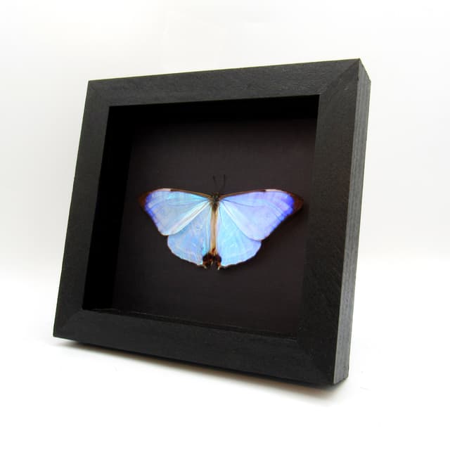Real Pearl Morpho framed butterfly taxidermy - Morpho sulkowskyi - Victorian mount