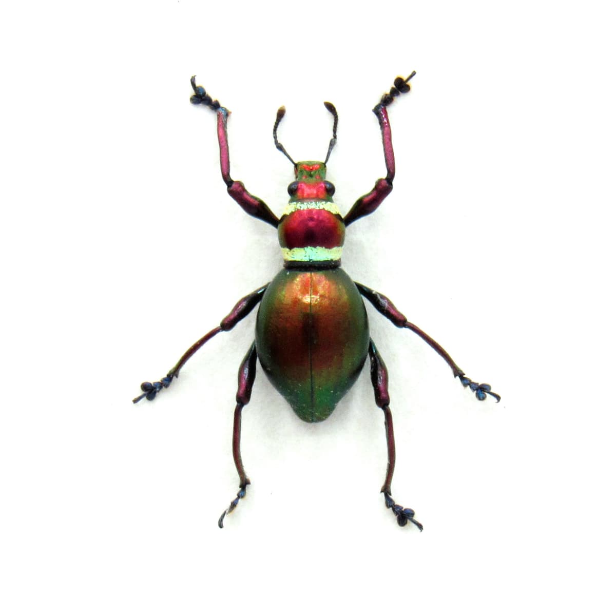 Real metallic red and green Christmas weevil beetle framed specimen - Pachyrhynchus subamabilis