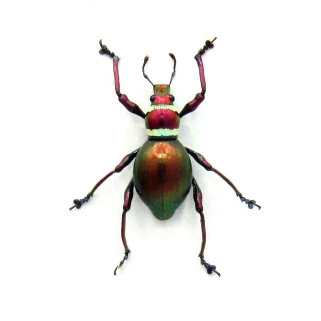 Real metallic red and green Christmas weevil beetle framed specimen - Pachyrhynchus subamabilis