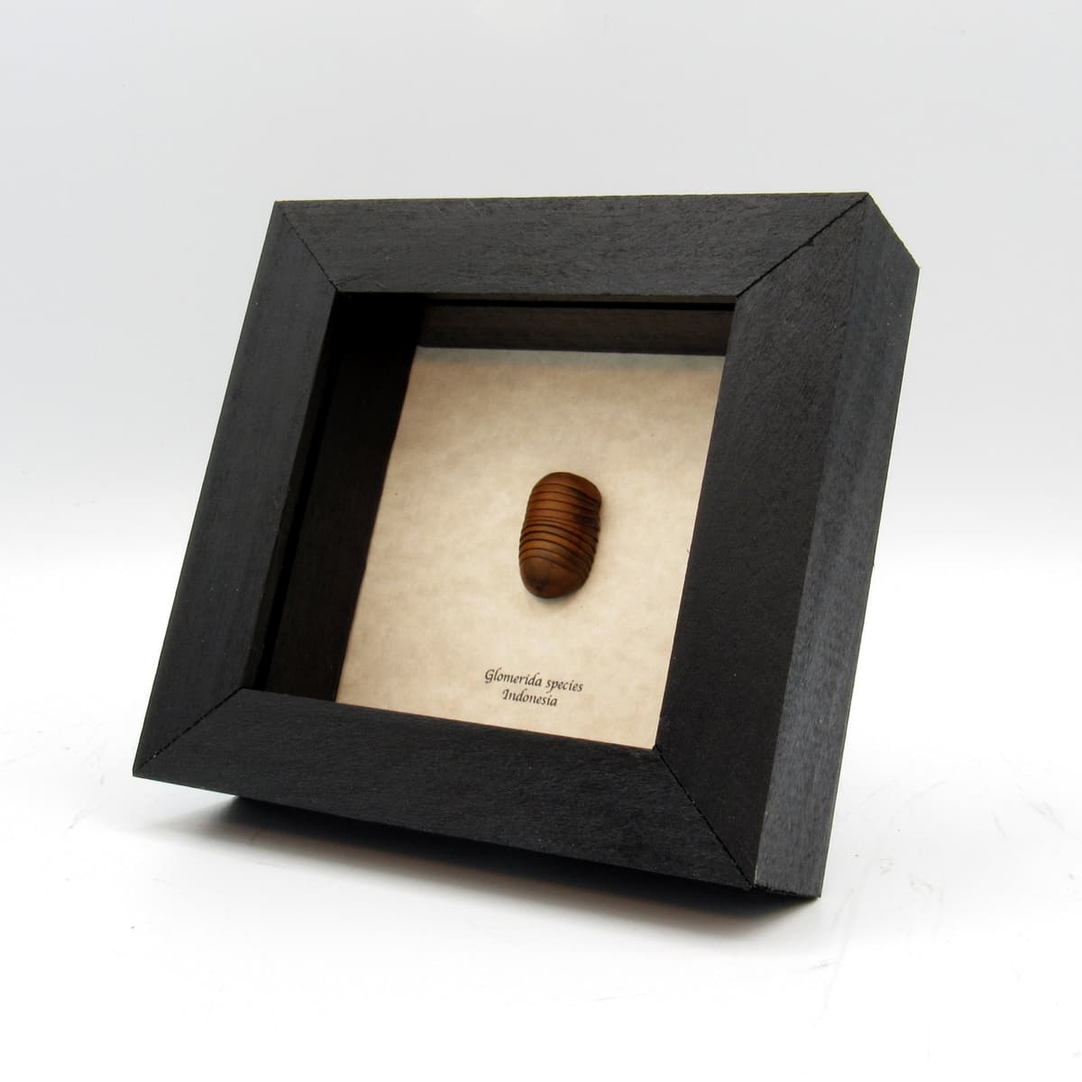 Large Roly Poly (Pill-Millipede) framed - Glomerida species
