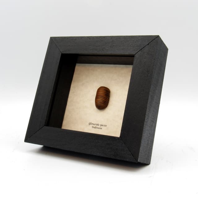 Large Roly Poly (Pill-Millipede) framed - Glomerida species