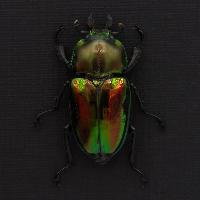 Rare Rainbow Stag beetle framed taxidermy - Phalacrognathus muelleri - female