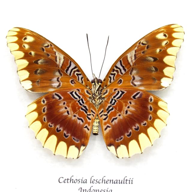 Rare Lacewing butterfly framed taxidermy - Cethosia leschenaultii