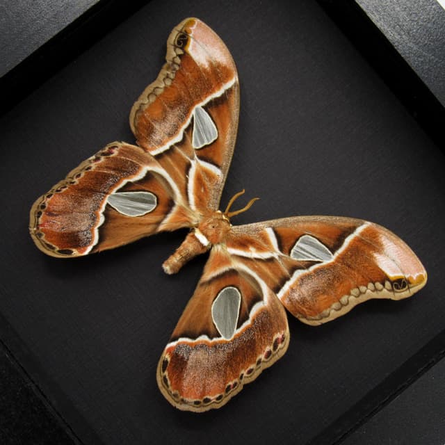 Real Saturn moth framed taxidermy - Rothschildia lebeau forbesi - large female